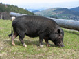 zum vergrößern anklicken
