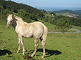 zum vergrößern anklicken